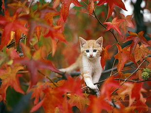 orange Tabby kitten on branch