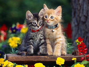 two silver and orange tabby kittens