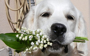 Dogs,  Face,  Nose,  Flowers HD wallpaper