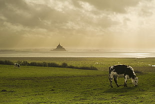 black and white cow eating grass, mont st michel