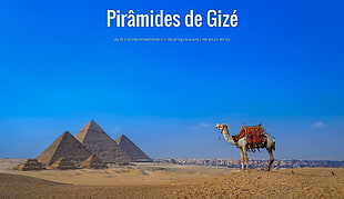 Great Pyramid of Giza, Egypt, Camelo, pyramid, Gize, Egypt HD wallpaper