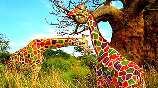 two multicolored giraffes, nature, animals, landscape, giraffes HD wallpaper