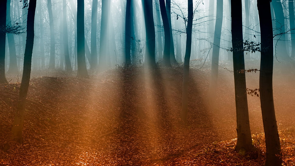 dried leaves on ground in forest HD wallpaper