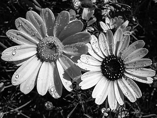 grayscale photo of two sunflowers with dew