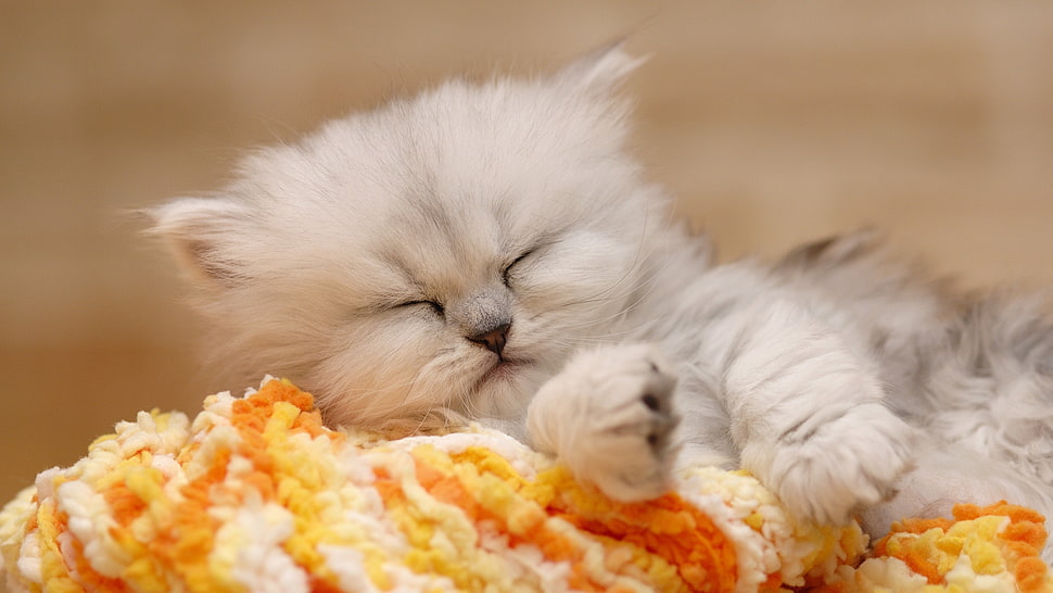 white and gray long-coated kitten HD wallpaper