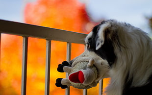dog biting sheep plush toy
