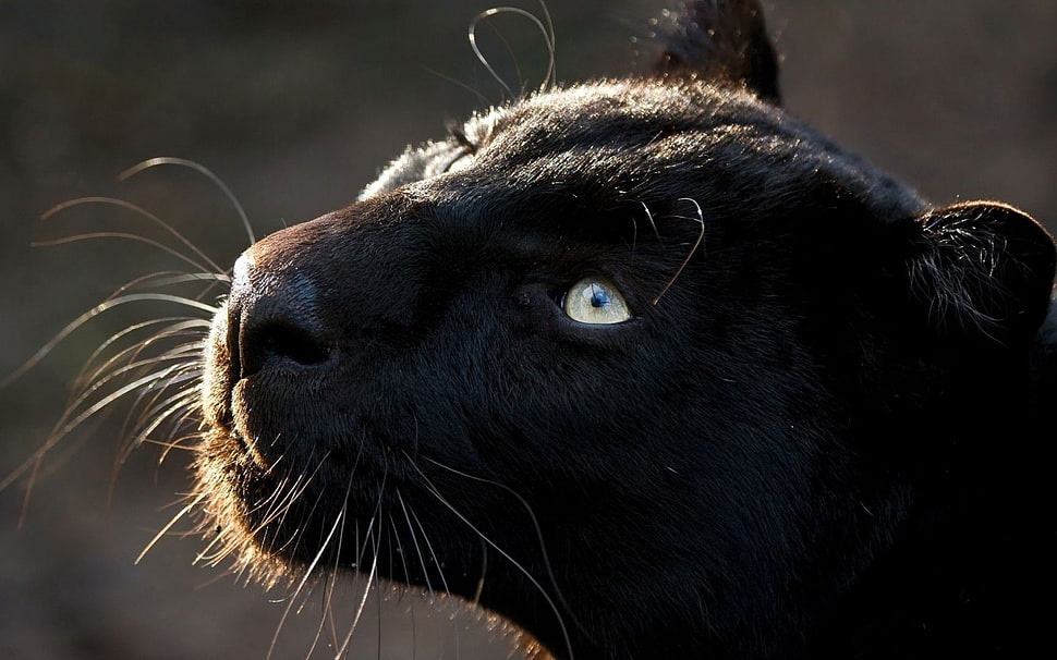 black panther, panthers, animals HD wallpaper