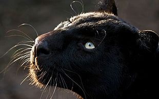 black panther, panthers, animals