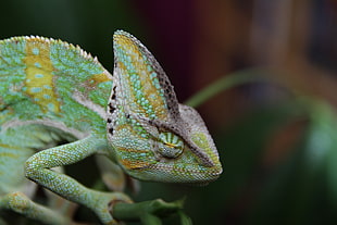 green chameleon selective focus photo