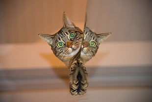 macro shot photography of silver tabby cat peeping