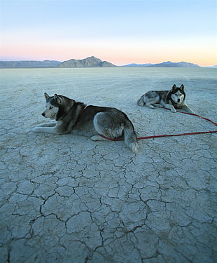 two Alaskan Malamutes with red leash on open field HD wallpaper