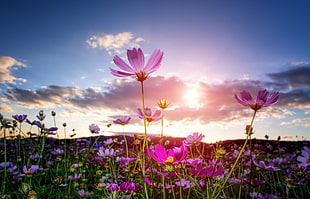 pink flowers under white clouds
