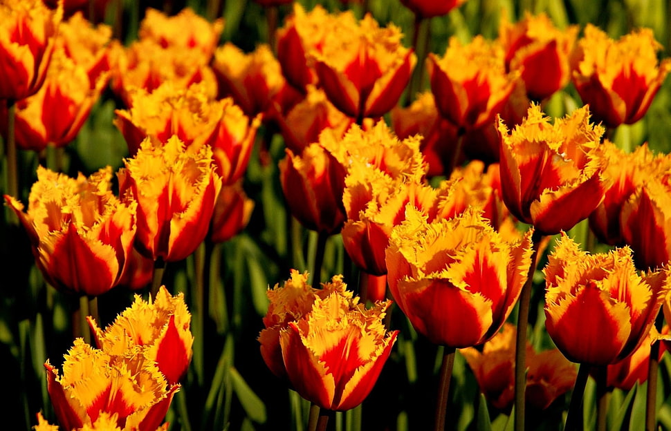 selective focus photo of orange petaled flowers HD wallpaper