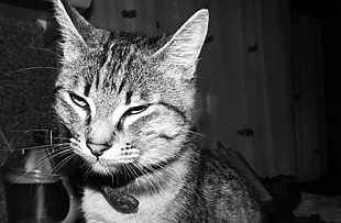 tabby kitten, cat, animals, monochrome