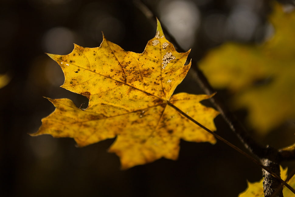 brown maple leave HD wallpaper