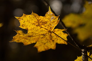 brown maple leave