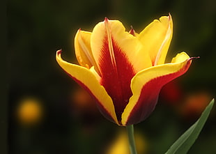 shallow focus photography of yellow and red flower, españa HD wallpaper