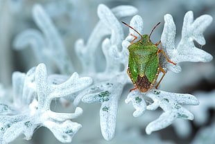 green stink bug on snow covered leaf