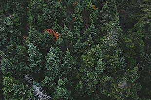 aerial view of green tress HD wallpaper