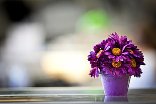selective focus of purple Daisy flower arrangement on glass vase HD wallpaper