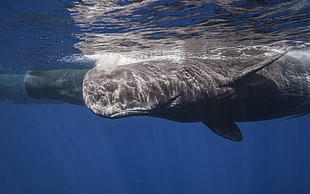 underwater photography of sperm whale