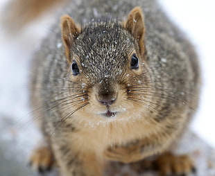 brown and gray squirrel photograph