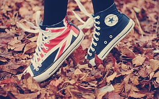 pair of blue-white-and-red Converse All-Star high-tops, fall, All Star, fallen leaves, Converse HD wallpaper