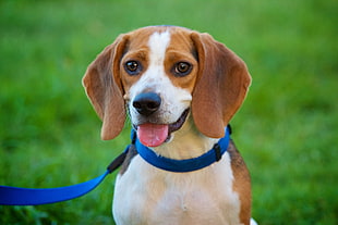 tan and white Beagle dog