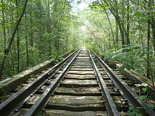 photo of gray rail track between trees, nature, path, railroad track, forest