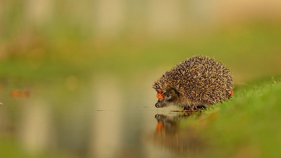 brown hedgehog, water, animals, reflection, hedgehog HD wallpaper