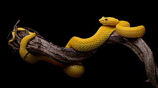 yellow snake, black background, simple, snake, animals