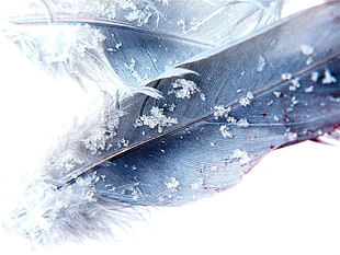 two black feathers, feathers, snowflakes, macro HD wallpaper