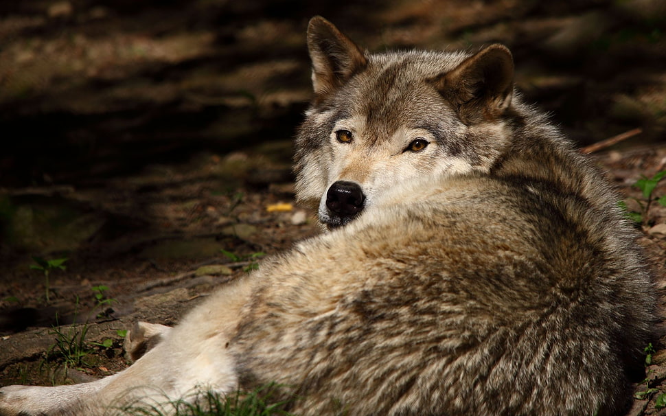 macro shot of gray and white wolf HD wallpaper