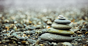 macro photography of stock of rocks