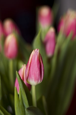 selective focus photography of a pink Tulip HD wallpaper