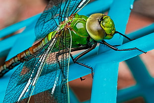 perched green dragonfly