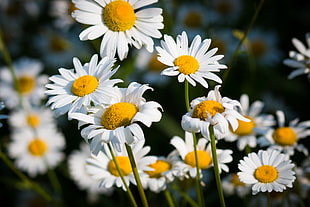 white Daisies selective focus photography at daytime, duluth