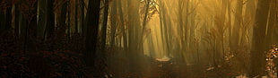 silhouette of forest, multiple display, forest, path, leaves HD wallpaper