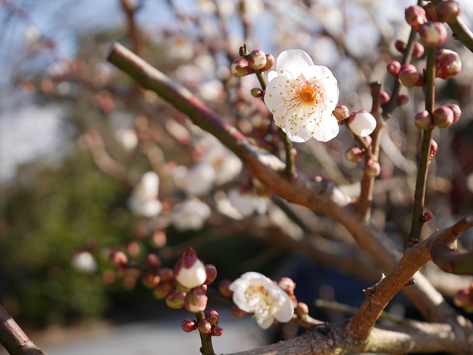 shallow focus of cherry blossom HD wallpaper