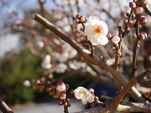 shallow focus of cherry blossom