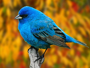 Blue Tanager bird HD wallpaper