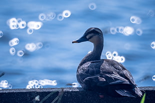 mallard duck in front of body of water during daytime HD wallpaper