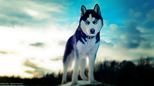 white and black Siberian husky HD wallpaper
