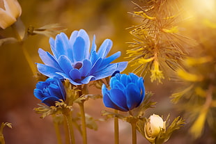 blue Poppy flowers in bloom close-up photo