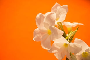 white petaled flowers, flowers, white, orange, colorful