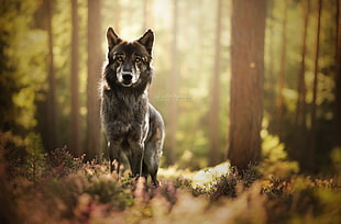 black wolf, nature, forest, dog, animals HD wallpaper