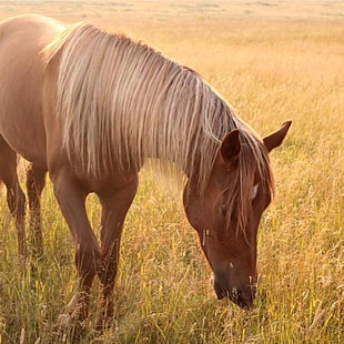 brown horse eating grass HD wallpaper
