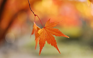 orange maple leaf, macro, nature, leaves HD wallpaper