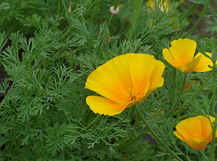 three yellow flowers with green leaves