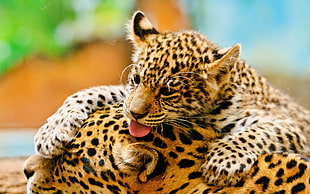 Adult Leopard with Cub HD wallpaper